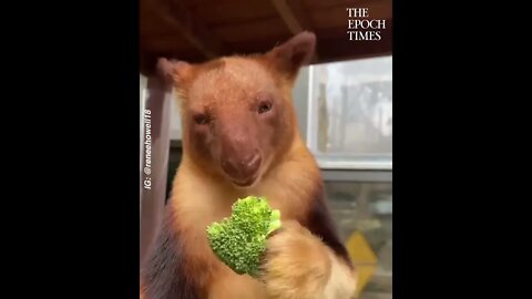 Lovely Treekangaroo