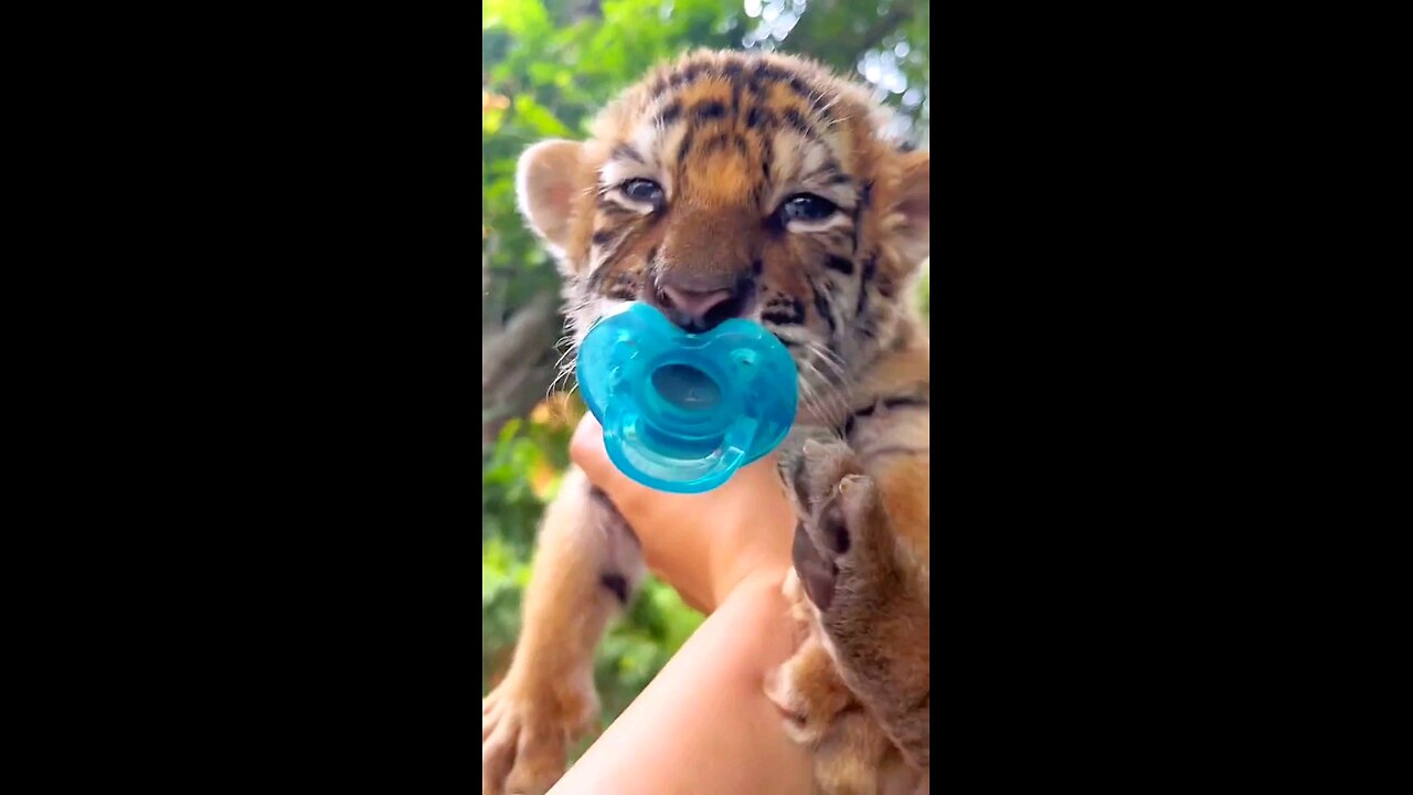 Tiger Cubs: A Remarkable Journey from Blindness to Independence