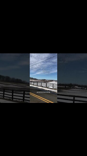 Migration # jerseyfarmland#goose #flock#birdnerd #birdparty#farmland