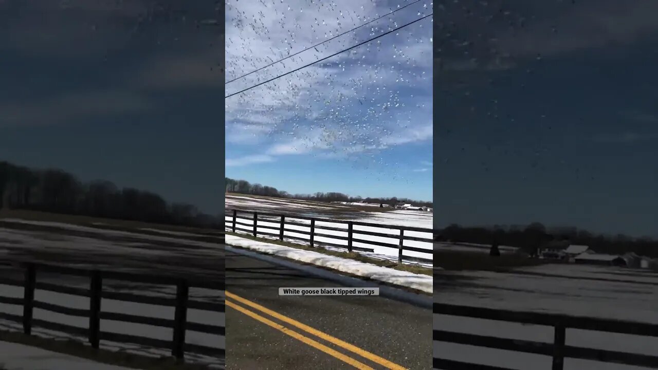 Migration # jerseyfarmland#goose #flock#birdnerd #birdparty#farmland