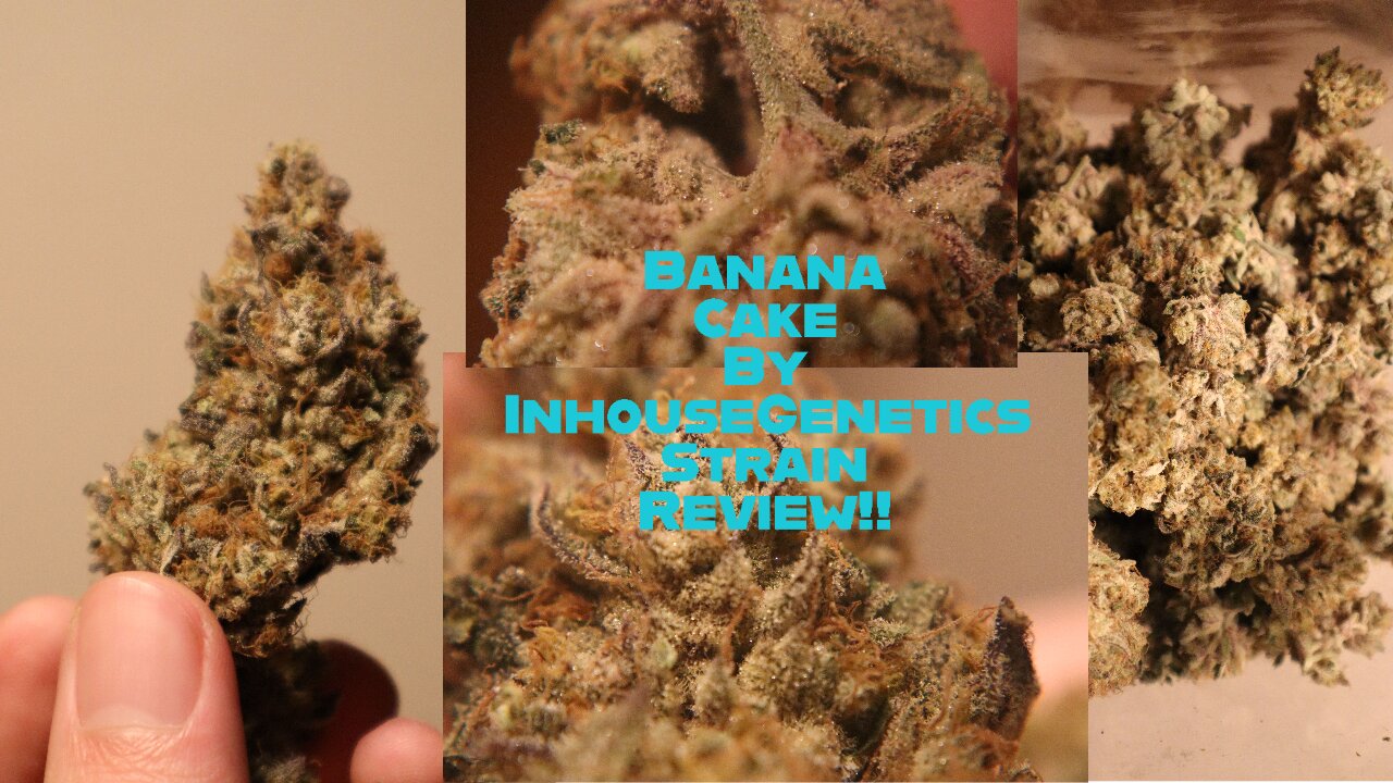 HomeGrown Banana Cake Strain Review Inhouse Genetics