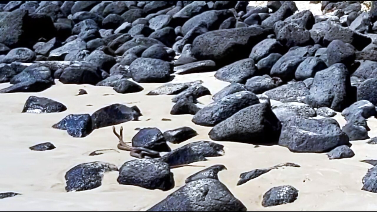 Two deadly brown snakes battle it out on a beach in Australia