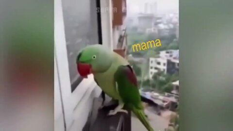 Smart And Funny Parrots Parrot Talking Videos Compilation P1 Super Dogs