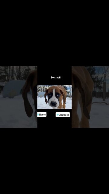 They grow up so fast #dog #dogs #puppy #greatdane