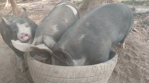 These pigs got plenty of snorts, growls and grunts.