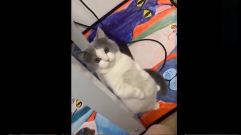 This kitty is hiding something.. Secrets of this kitty will make you smile.