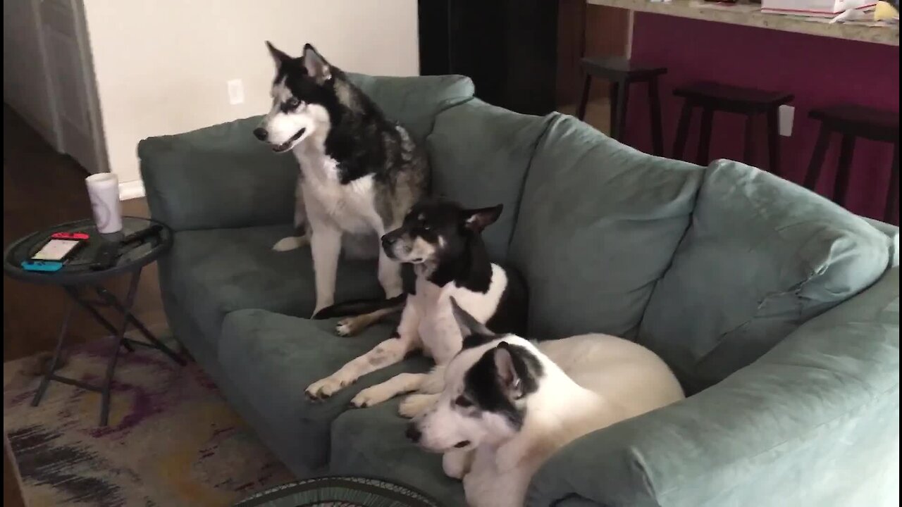 Curious Dogs Watch Their Favorite Husky Movie