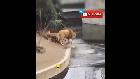 New Two Lion animal Funny Video#🤣😂🤣😂