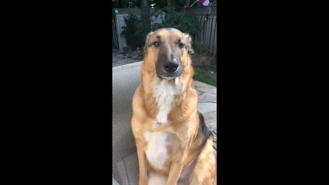 German shepherd brushing teeth