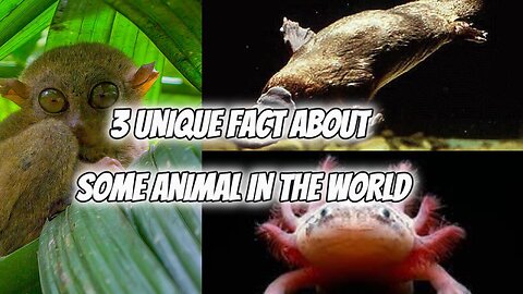 TREE UNIQUE FACT ABOUT SOME ANIMAL IN THE WORLD