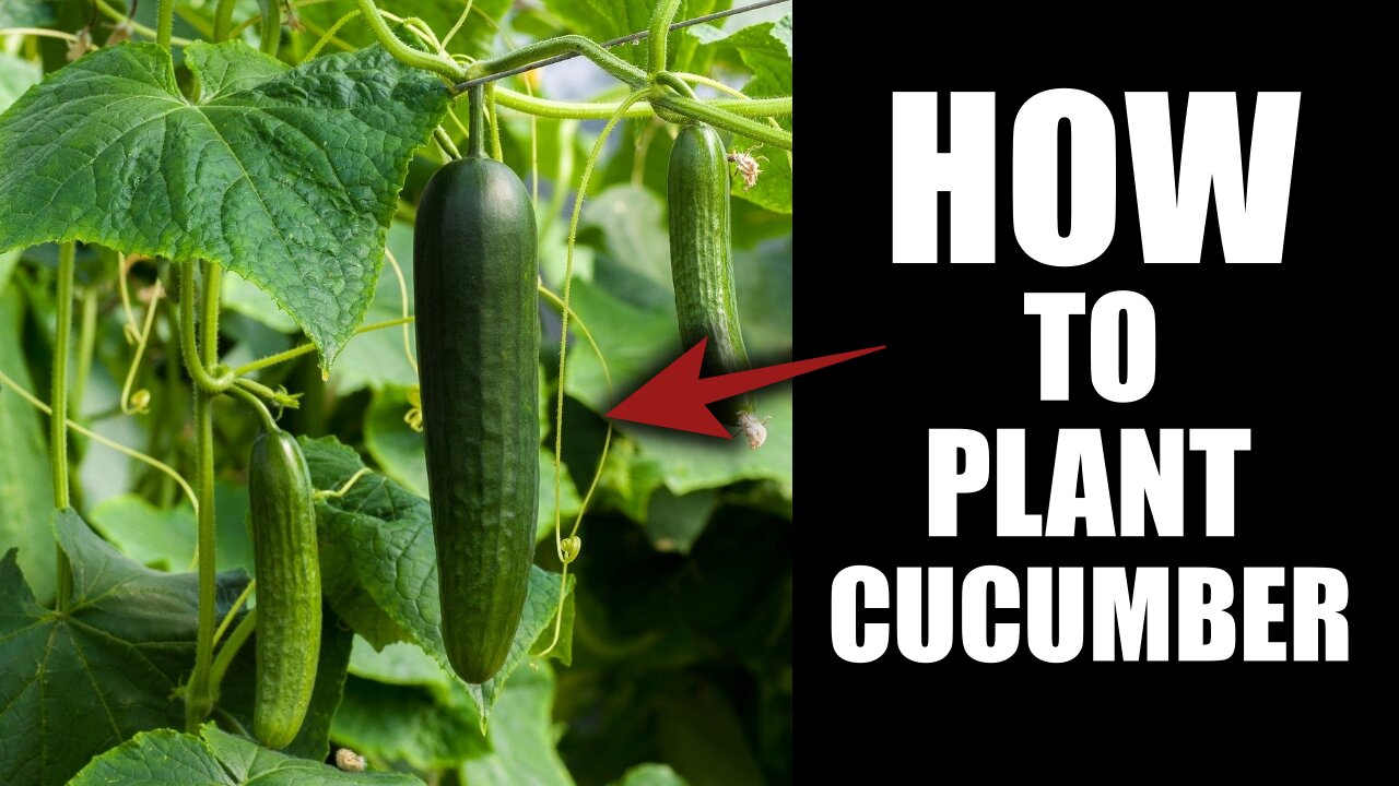 How to plant cucumber seeds