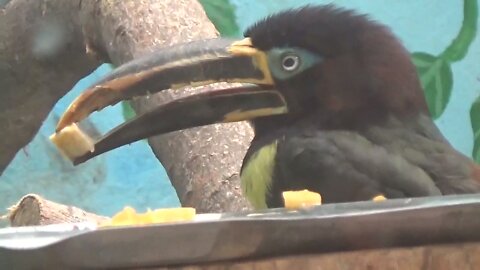 Toucan vs Pineapple