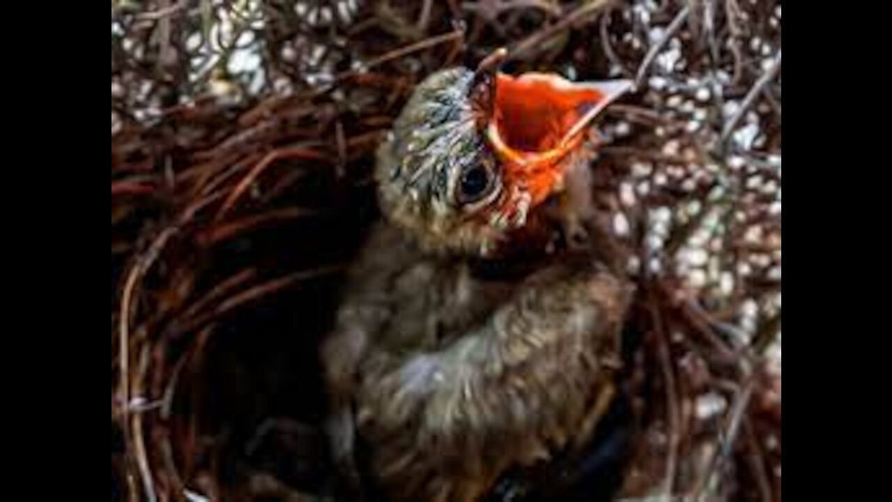 Baby Bird's Story - First Flight!!