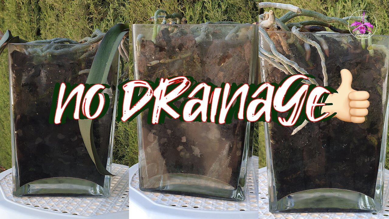 Grow Orchids in Containers Without Drainage Holes Successfully | Orchid Care Tips #ninjaorchids