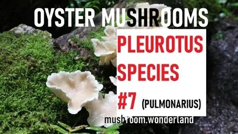 OYSTER MUSHROOMS: Species #7- Find and Cook