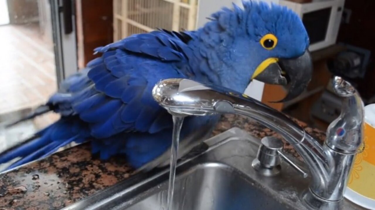 Blue macaw taking a shower on the tap