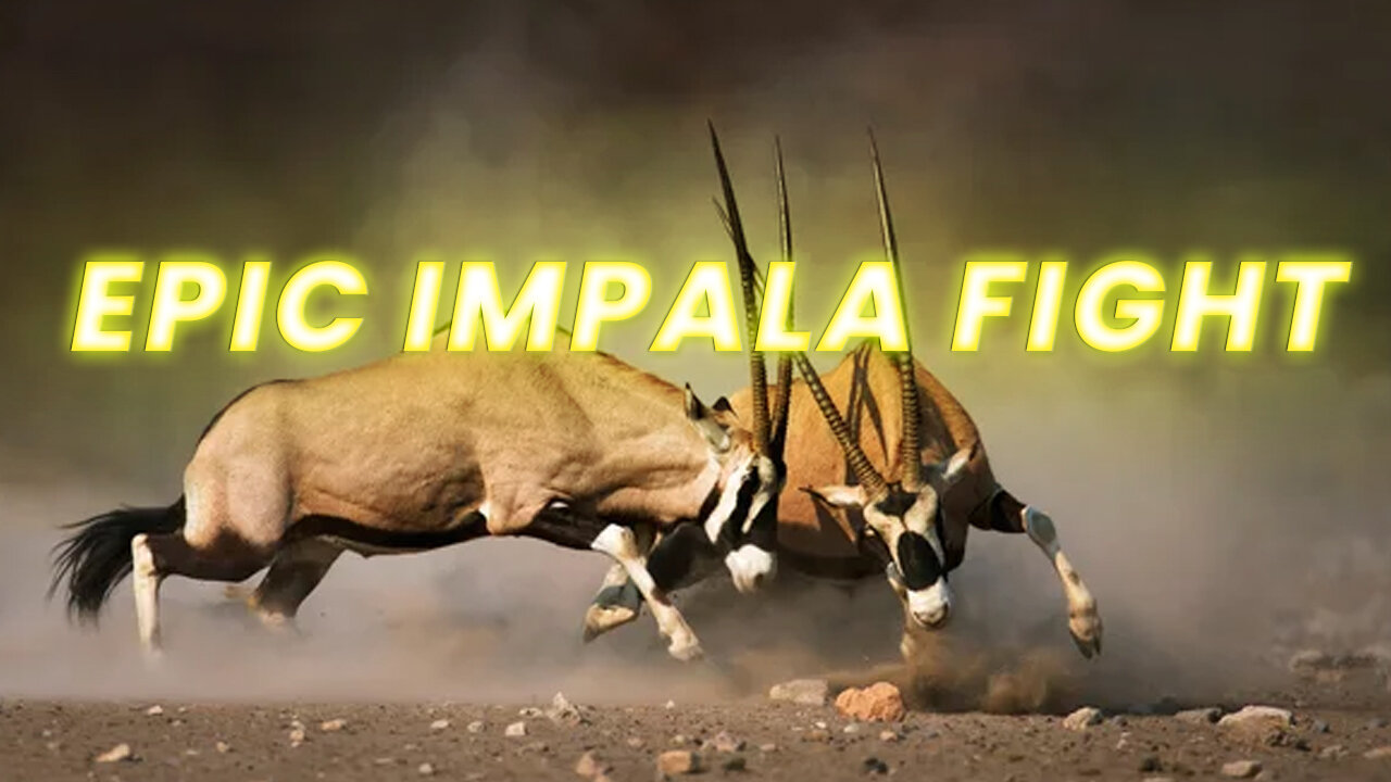 Impala Rams Fighting