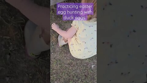 ducks just lay wherever they want 🤦‍♀️ #shorts #video #ducks #chickens #homestead #farm