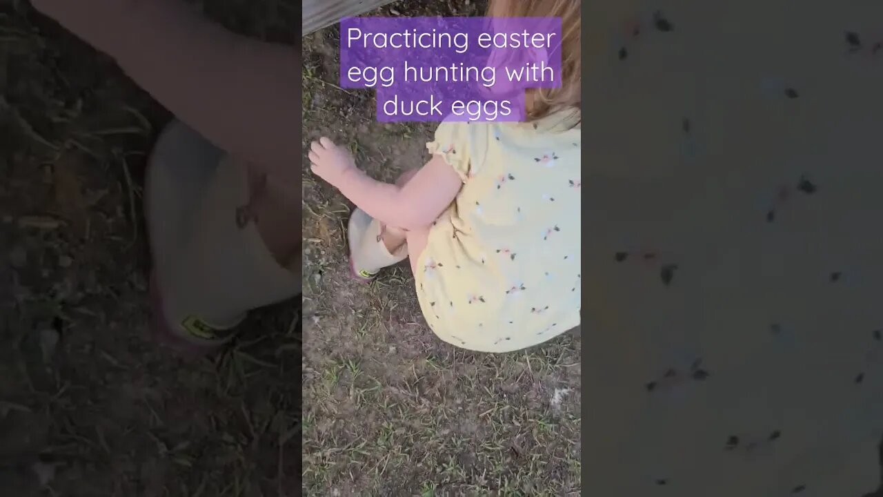 ducks just lay wherever they want 🤦♀️ #shorts #video #ducks #chickens #homestead #farm