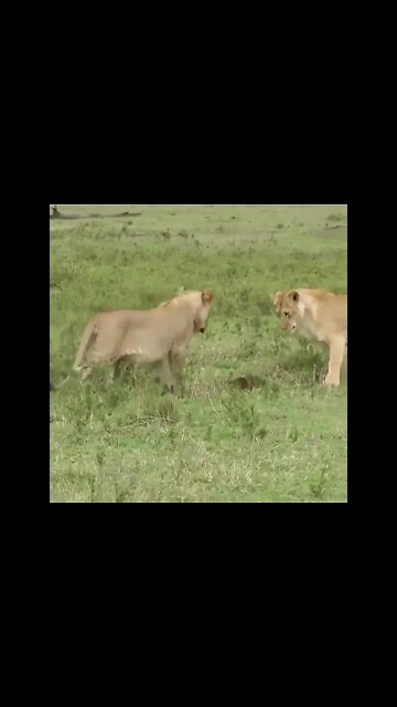 Even Lions Are Afraid Of This Beast #Shorts #ytshorts #UbertainmentFun #Lion #Animals #Beast #Otters