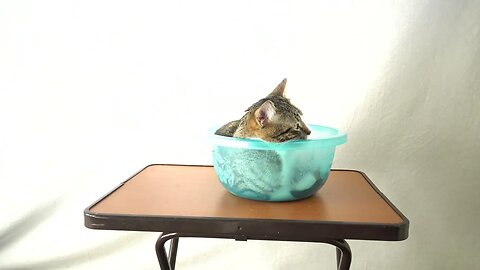 The Cat in the Basin