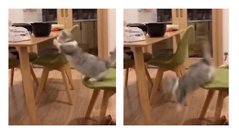 Funny Cat Pranks