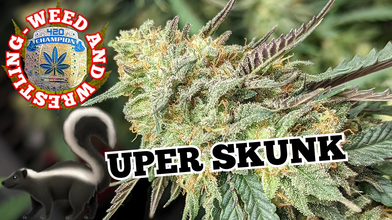 Cannabis 'SuperSkunk' Weed Week 8 | Day 60 - Harvesting 'SuperSkunk' Cannabis | Weed And Wrestling