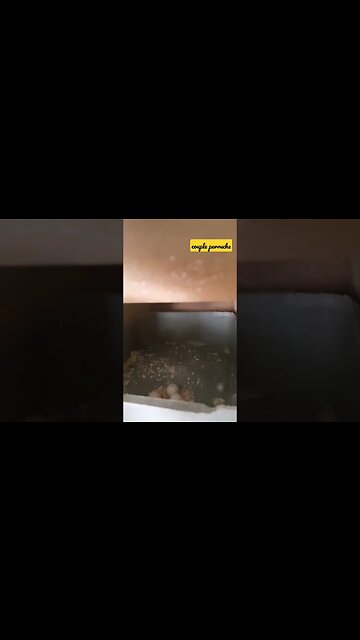 couple oiseau de perruche houkko rare