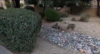 Neighborhood MTB - 3 little pigs