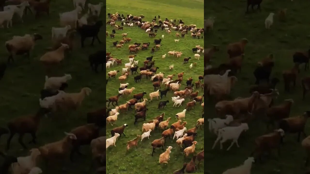 Lovely Creatures on 🌍 ❤️❤️❤️ #shorts #viral #goneviral #travel #shortsviral #nature