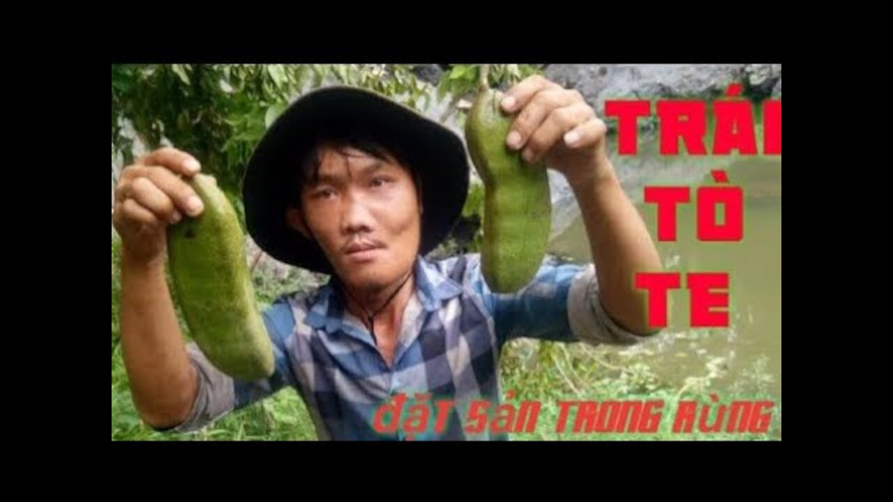 Pick And Eat Fruits Forest Fruits | Hoang sang89vlog