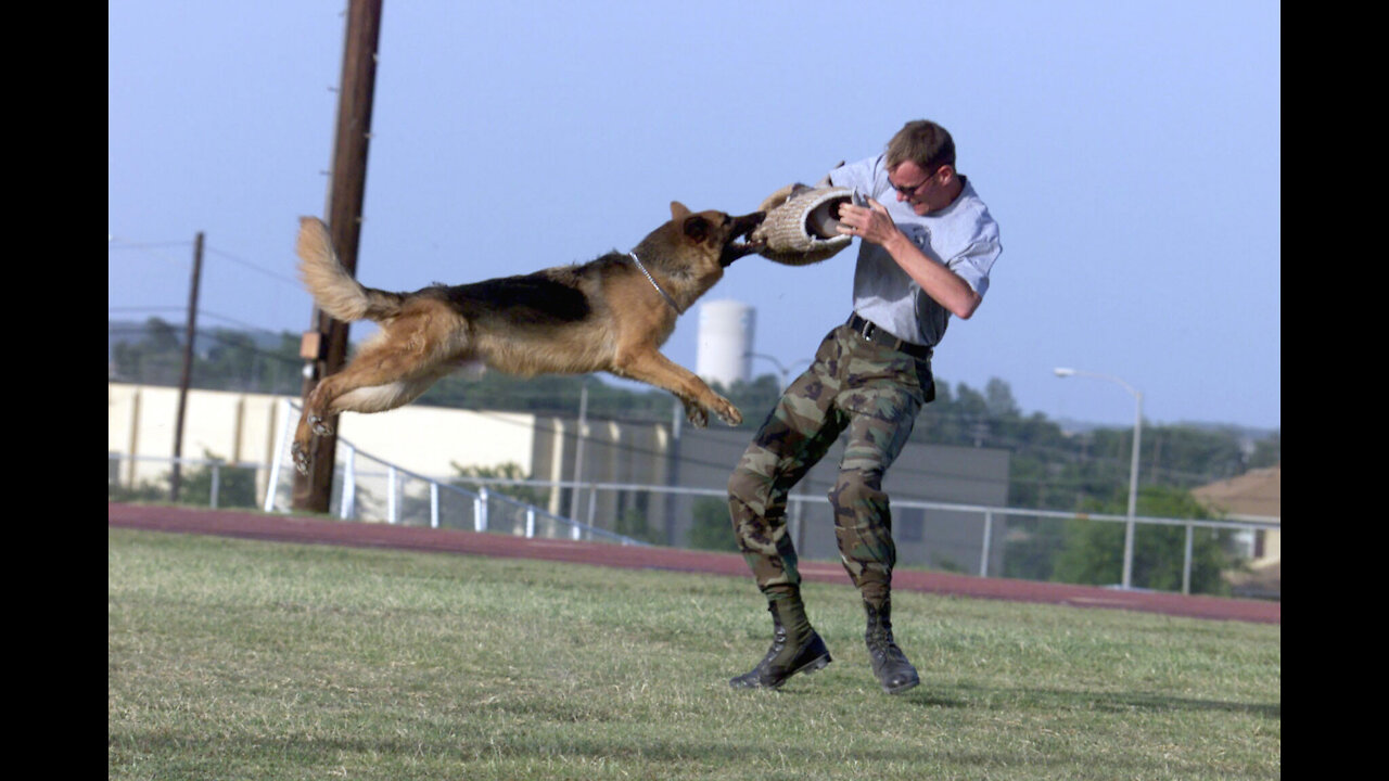 How To Make Dog Become Fully Aggressive With Best Tips