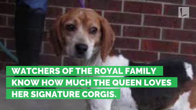 Queen in Love with Meghan's Rescue Beagle. Pair Spotted Attached at the Hip