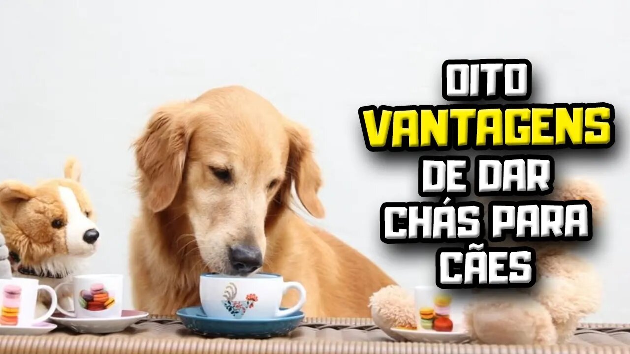 8 VANTAGENS de dar Chá para Cães | Dr. Edgard Gomes | Alimentação natural para Cães