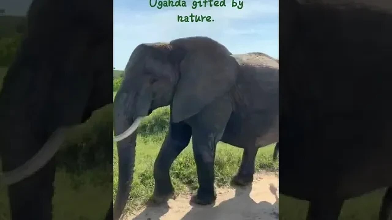 Elephants in one of the national parks in Uganda