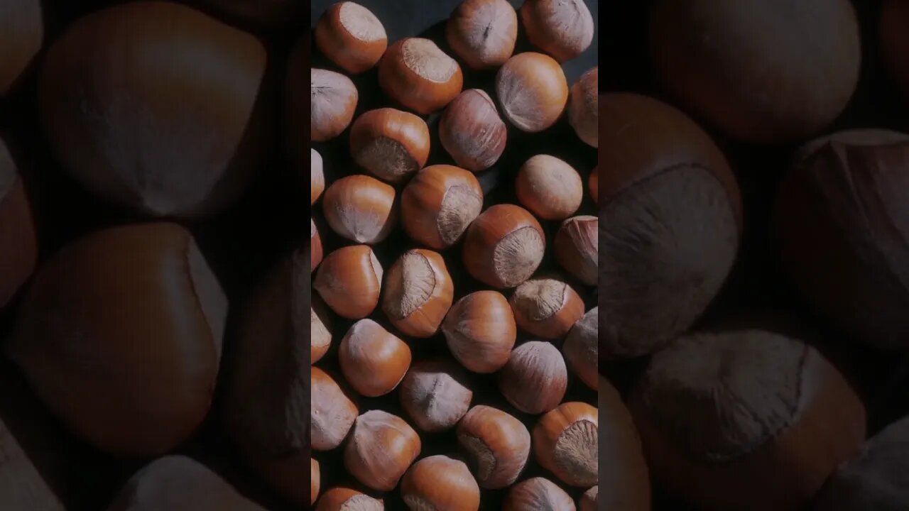 Hazelnut Father of all Nuts 😱 #shorts #youtubeshorts