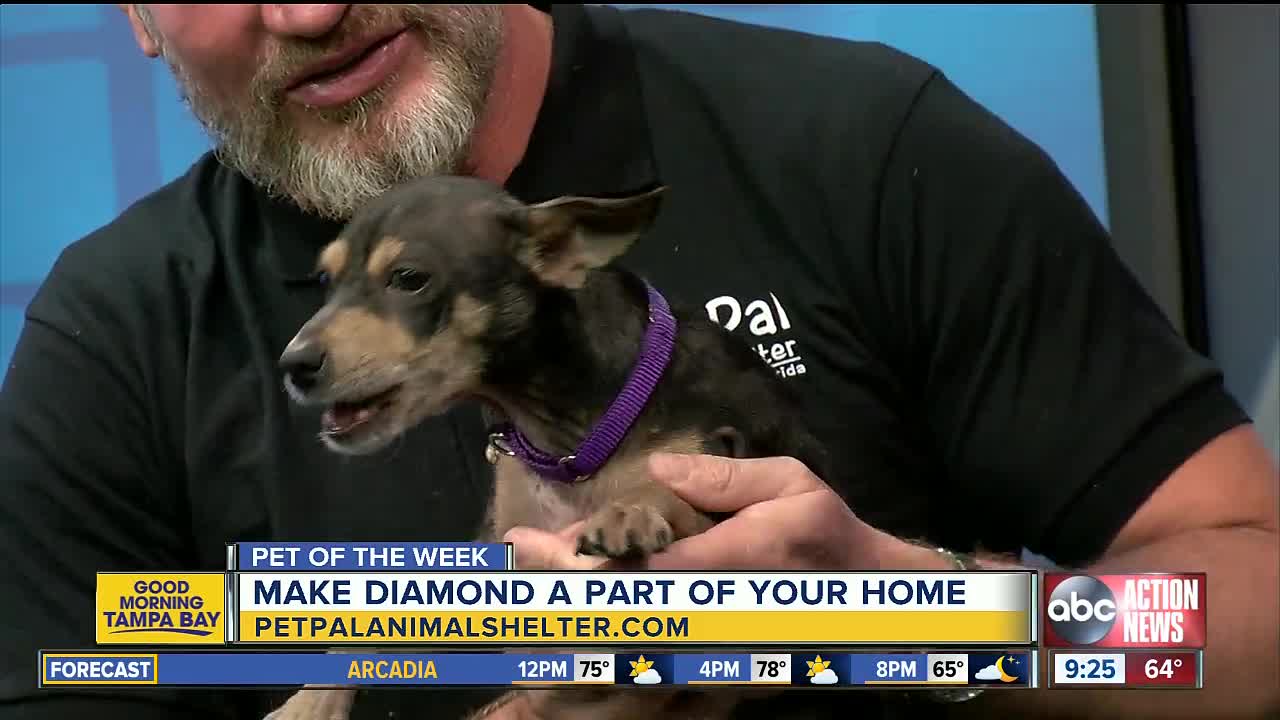 Pet of the week: Diamond loves receiving belly rubs