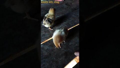 lovely baby chick is very cute