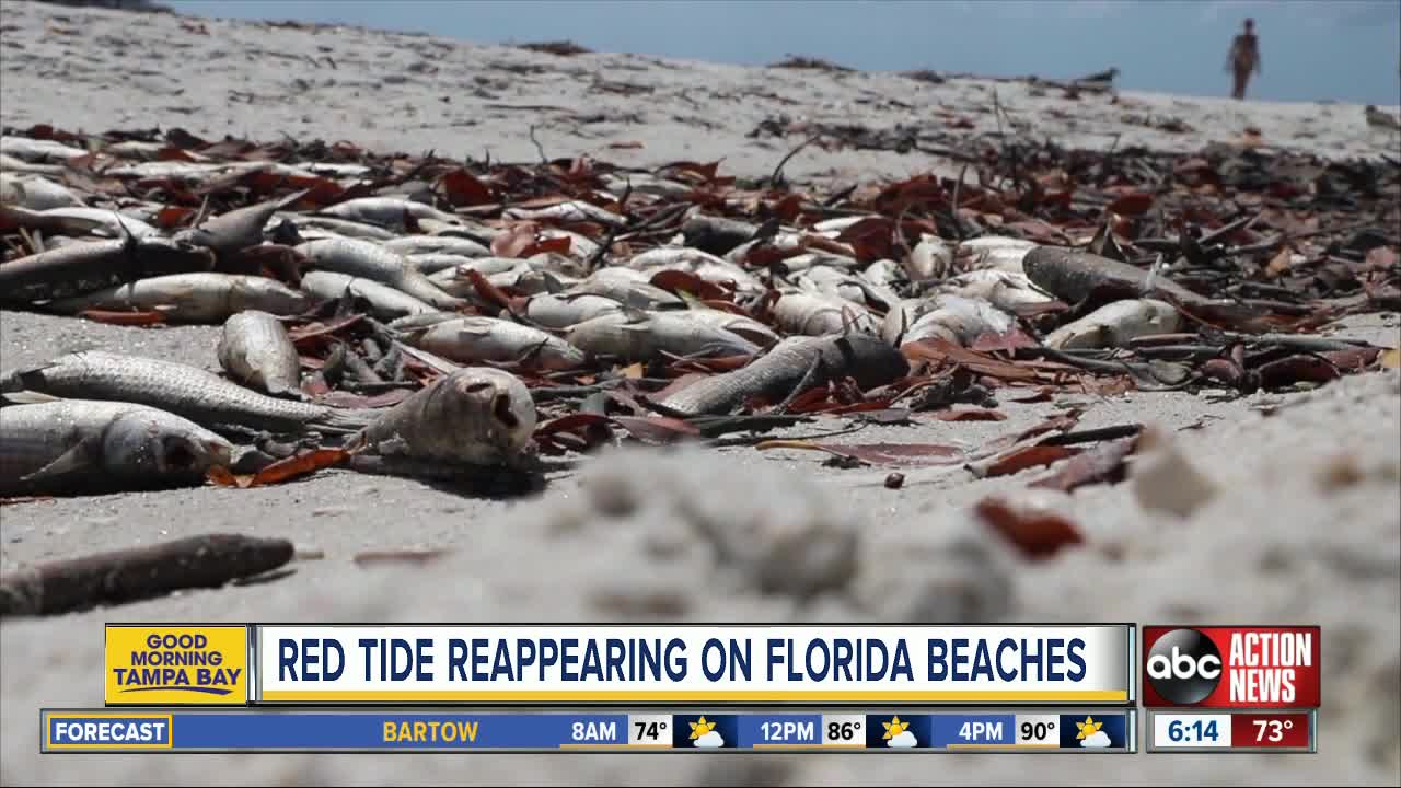 Concentrations of red tide reappearing on some Florida beaches