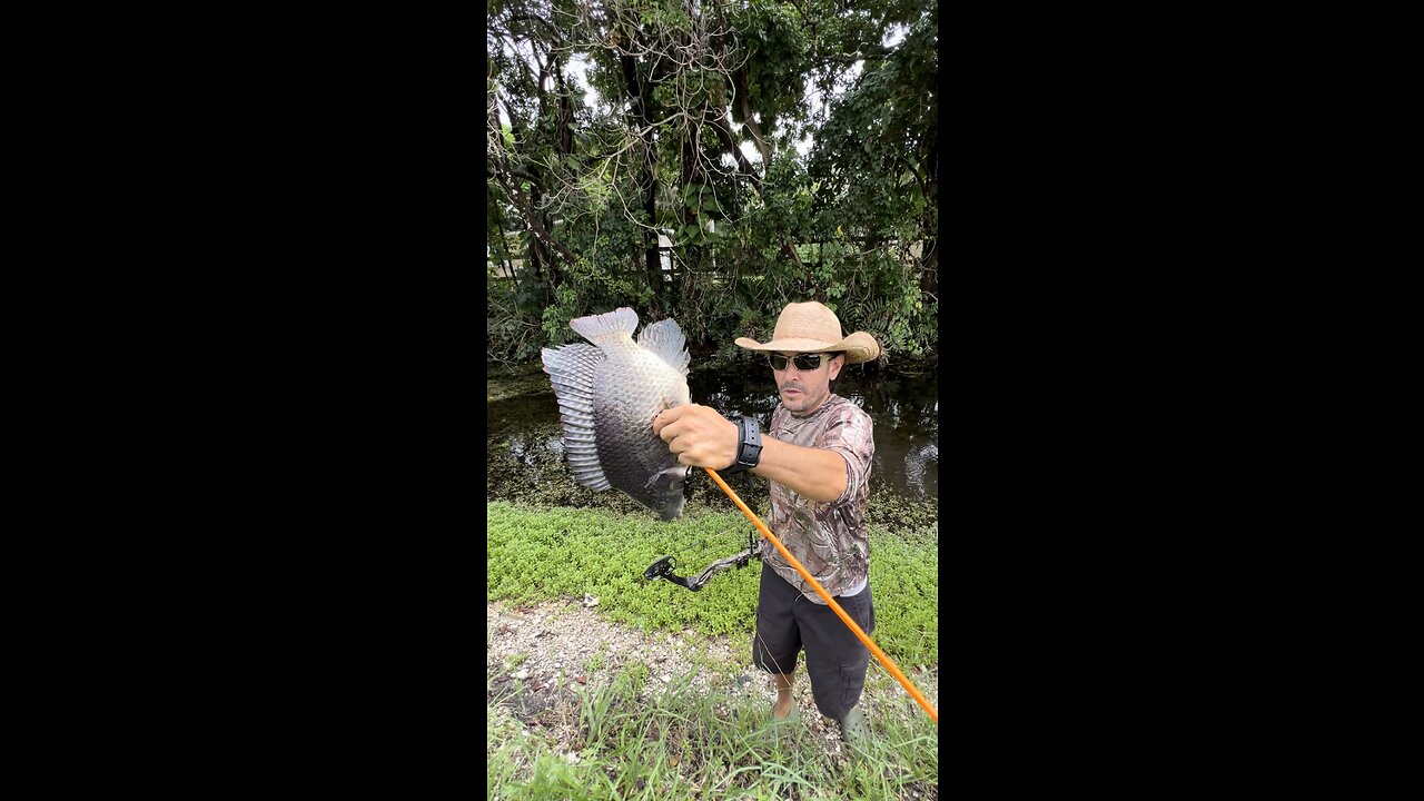 6Lbs Tilapia