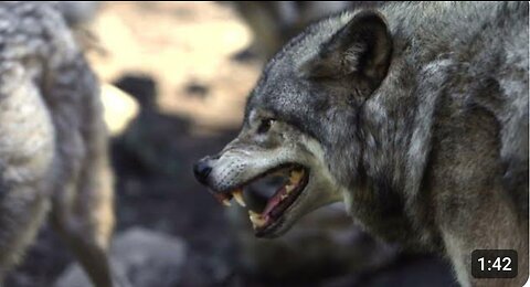 Wolf | Animals | Carnivore | Wild | Hunt