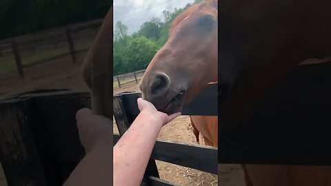 Ponies