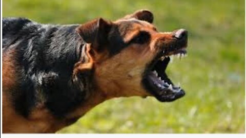 How To Make Dog Become Aggressive Instantly With Simple Tactics