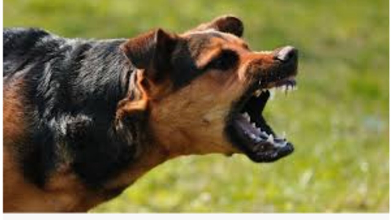 How To Make Dog Become Aggressive Instantly With Simple Tactics