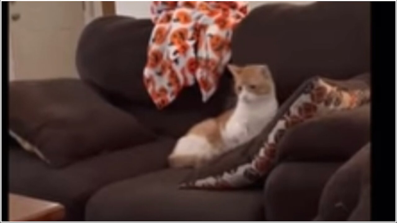 Angry Cat 😡🤣🤣🤣