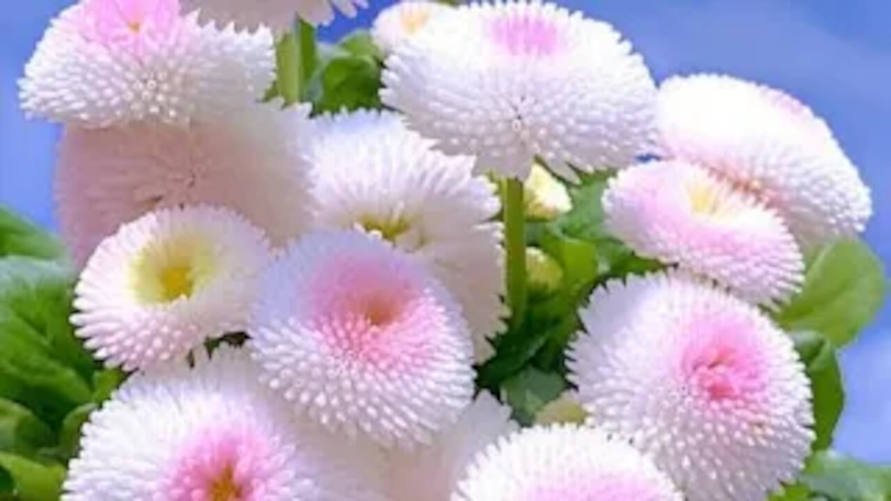 Top 10 most beautiful flowers in the world