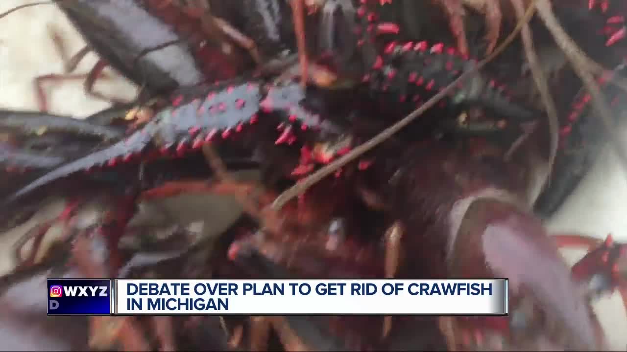 Debate over plan to get rid of crawfish in Michigan