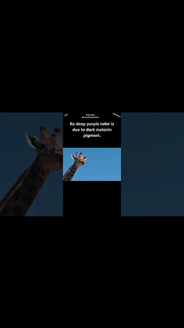 Fun facts about giraffe tongues #giraffe #shorts