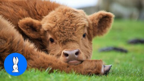 Baby Edition Cows (Calves) Go Moo.