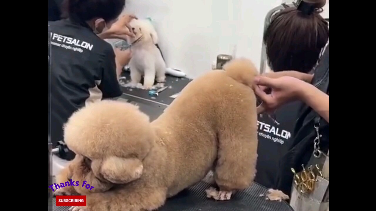 pet salon 🤔funny dog 🐕 trending video